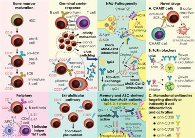 Immunotherapies in MuSK-positive Myasthenia Gravis; an IgG4 antibody-mediated disease